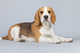 Adorable Puppy Beagle Dog Wall Decal