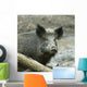 Wild Boar Sus Scrofa Wall Decal