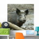 Wild Boar Sus Scrofa Wall Decal