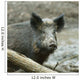 Wild Boar Sus Scrofa Wall Decal