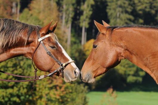 Quarter Horse Wall Decal