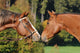 Quarter Horse Wall Decal