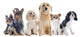 Six Little Dogs Wall Decal