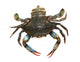 Blue Crab Wall Decal