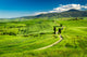 Beautiful Path between Fields Wall Decal