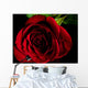 Front Red Rose Wall Decal