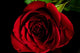 Front Red Rose Wall Decal