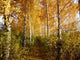 Birch Wall Decal