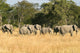 Herd Elephants Moremi Nature Wall Decal