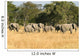 Herd Elephants Moremi Nature Wall Decal