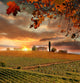 Vine Landscape and House Chianti Italy Wall Decal