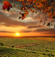 Vine Landscape Chianti Italy Wall Decal