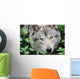 Head Gray Wolf Wall Decal