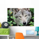 Head Gray Wolf Wall Decal