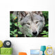 Head Gray Wolf Wall Decal