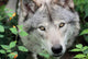 Head Gray Wolf Wall Decal