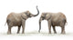 African Elephant Loxodonta Africana Wall Decal