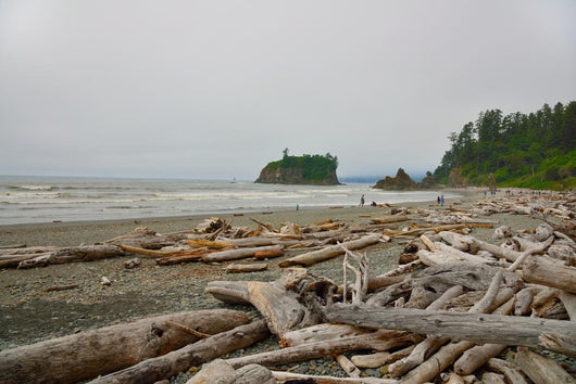 Drift Wood Ruby Beach Wall Decal