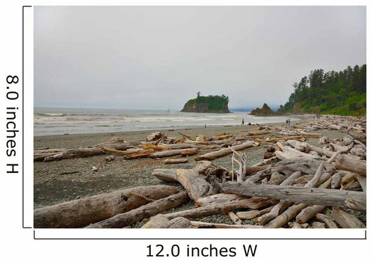 Drift Wood Ruby Beach Wall Decal