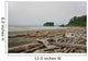 Drift Wood Ruby Beach Wall Decal