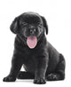 Black Labrador Puppy Dog Wall Decal