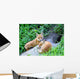 Red Fox Vulpes Vulpes Wall Decal