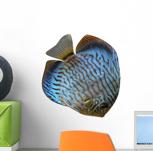 Discus for Aquarium Saltwater Wall Decal