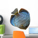 Discus for Aquarium Saltwater Wall Decal