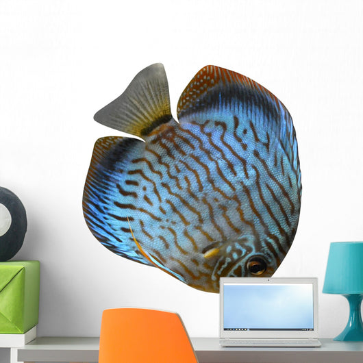 Discus for Aquarium Saltwater Wall Decal