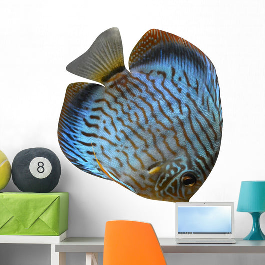 Discus for Aquarium Saltwater Wall Decal