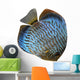 Discus for Aquarium Saltwater Wall Decal