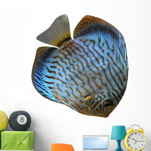 Discus for Aquarium Saltwater Wall Decal
