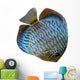 Discus for Aquarium Saltwater Wall Decal