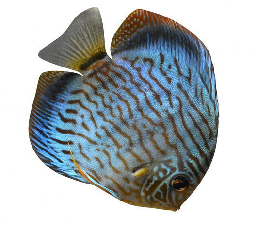 Discus for Aquarium Saltwater Wall Decal