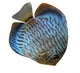Discus for Aquarium Saltwater Wall Decal