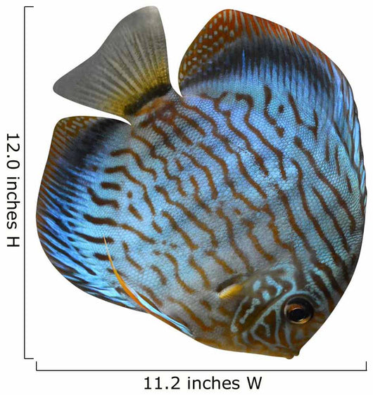 Discus for Aquarium Saltwater Wall Decal
