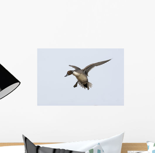 Northern Pintail Anas Acuta Wall Decal