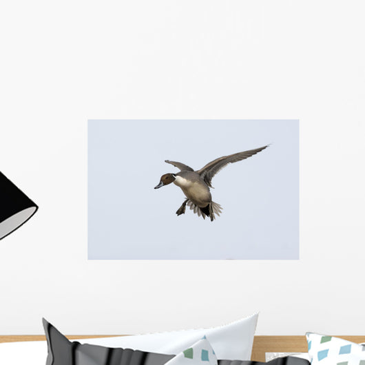 Northern Pintail Anas Acuta Wall Decal