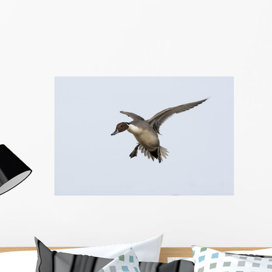 Northern Pintail Anas Acuta Wall Decal