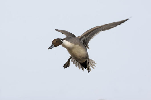 Northern Pintail Anas Acuta Wall Decal