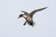 Northern Pintail Anas Acuta Wall Decal