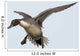 Northern Pintail Anas Acuta Wall Decal