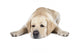 Labrador Retriever Wall Decal