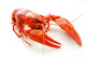 Crawfish Wall Decal