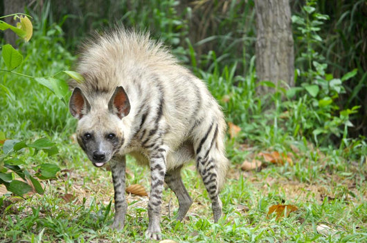 Striped Hyena Wall Decal