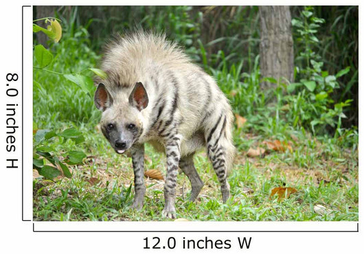 Striped Hyena Wall Decal