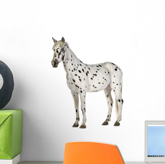 Appaloosa Horse Three-Quarter View Wall Decal