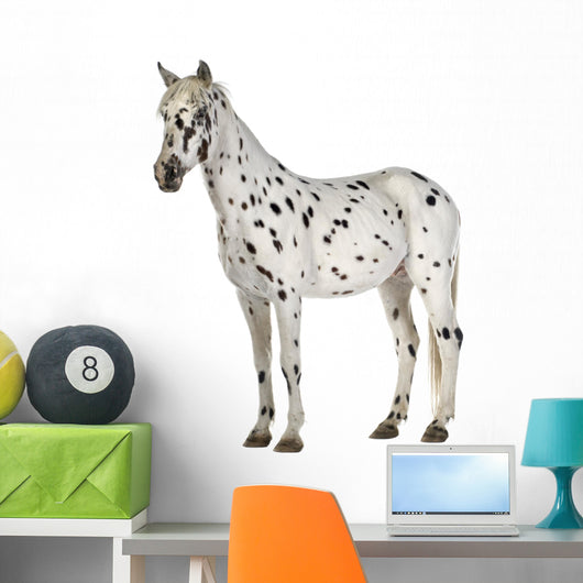 Appaloosa Horse Three-Quarter View Wall Decal