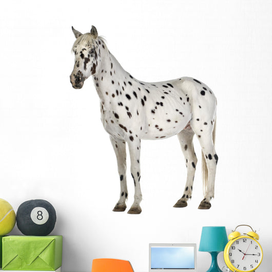 Appaloosa Horse Three-Quarter View Wall Decal