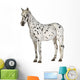 Appaloosa Horse Three-Quarter View Wall Decal